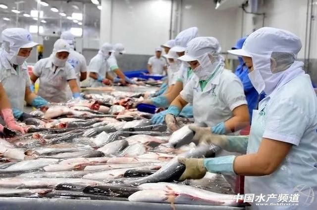 金龙鱼怎么喂活虾：如何正确喂食金龙鱼活虾 水族问答 第2张