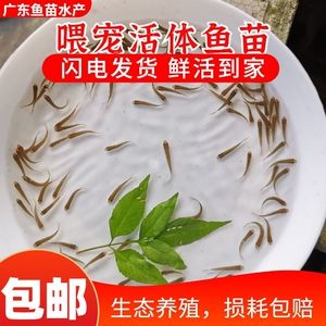 龙鱼吃草鱼吗会死吗：龙鱼与草鱼的食谱通常不冲突，但长期喂食可能会导致健康问题 龙鱼百科 第4张