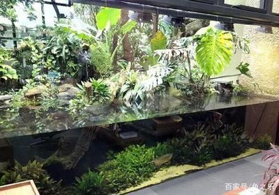 龙鱼缸造景：龙鱼缸造景基本步骤 龙鱼百科 第2张