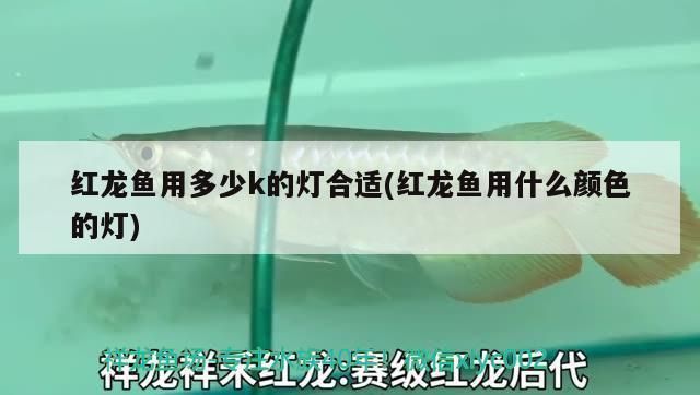 龙鱼用多少k的灯合适：不同种类龙鱼品种灯光选择不同种类龙鱼品种灯光需求 龙鱼百科 第2张