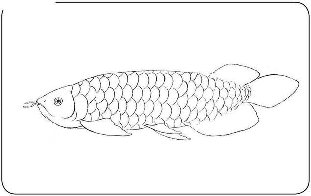 龙鱼水彩画：水彩画基础技法入门,龙鱼形态特征解析