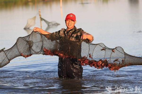 金龙鱼怎样发色快些：金龙鱼发色过程受多种因素影响 水族问答 第2张