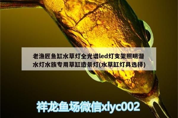 全光谱灯泡对鱼苗有何益处：全光谱灯泡对鱼苗有哪些益处 龙鱼百科 第5张