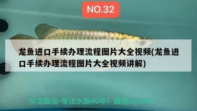 龙鱼进口流程视频讲解下载：合法进口龙鱼的法规解读 龙鱼百科 第3张