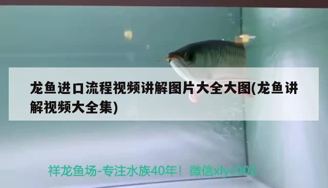 龙鱼进口流程视频讲解下载：合法进口龙鱼的法规解读 龙鱼百科 第2张