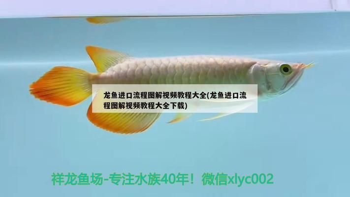 龙鱼进口流程视频讲解下载：合法进口龙鱼的法规解读 龙鱼百科 第5张