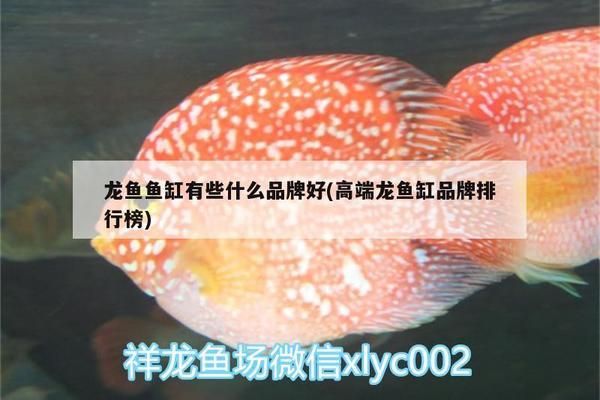 龙鱼缸哪个品牌最好最先进的：特鱼氏智能鱼缸功能介绍森森龙鱼缸品牌售后服务对比 龙鱼百科 第1张