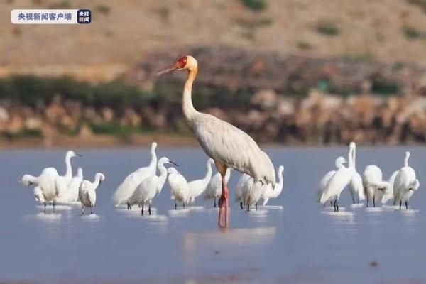 金龙鱼战斗力：关于金龙鱼战斗力的疑问 水族问答 第2张