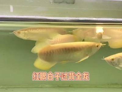 红眼白子银版鱼疾病预防方法：红眼白子银版鱼最佳饲料选择,红眼白子银版鱼混养注意事项 龙鱼百科 第5张