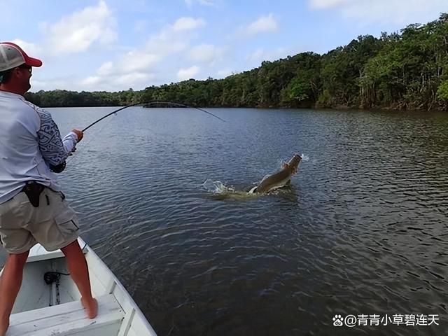 龙鱼哪里钓：印度尼西亚卡普林河钓鱼攻略,泰国湄公河龙鱼垂钓技巧 龙鱼百科 第3张