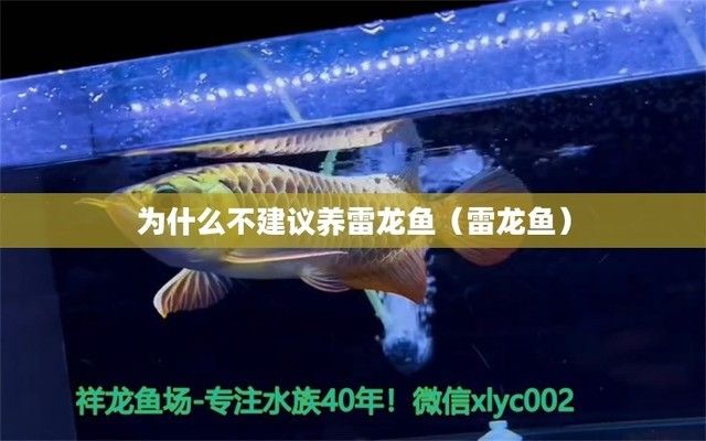 为什么不建议养雷龙鱼：不建议养雷龙鱼的几个原因 龙鱼百科 第2张