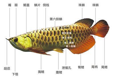 龙鱼内部构造：关于龙鱼的内部构造及其功能 龙鱼百科 第3张