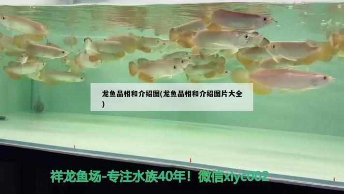 马来西亚龙鱼品种图鉴：过背金龙的饲养技巧 龙鱼百科 第2张