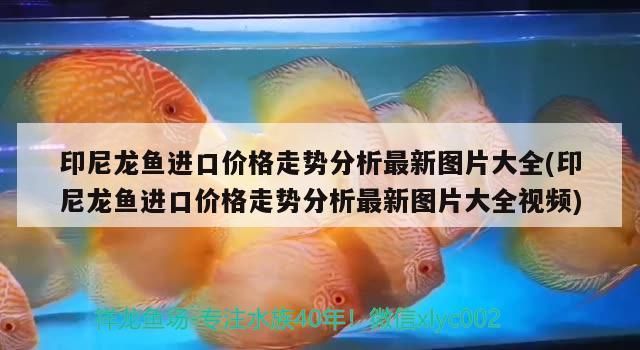 龙鱼出口台湾的最新消息视频大全：关于龙鱼出口台湾的最新动态 龙鱼百科 第3张