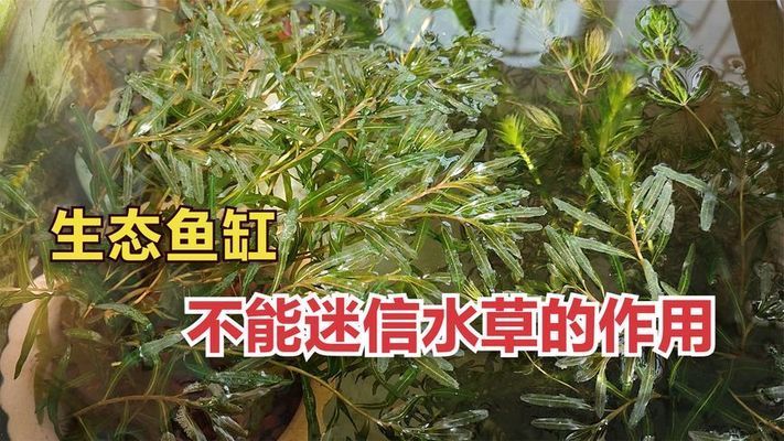 水草净化水质的实际案例：水草净化水质的科学原理 龙鱼百科 第4张