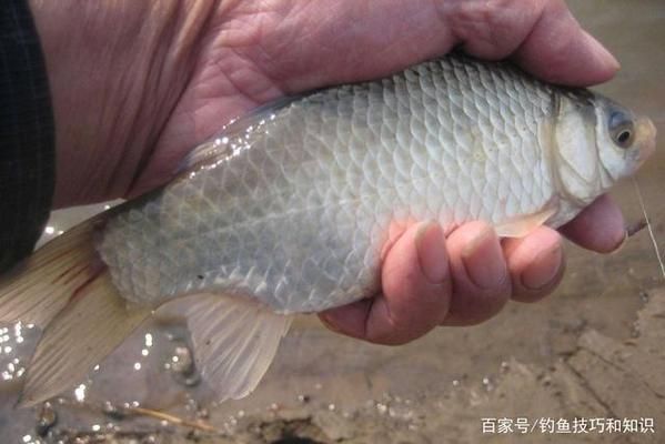 金龙鱼招标：金龙鱼公司发起招标活动 水族问答 第1张