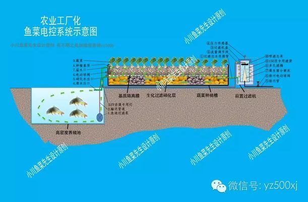 生化环与生化球在过滤中的角色：生化球与生化球的优缺点对比 龙鱼百科 第2张