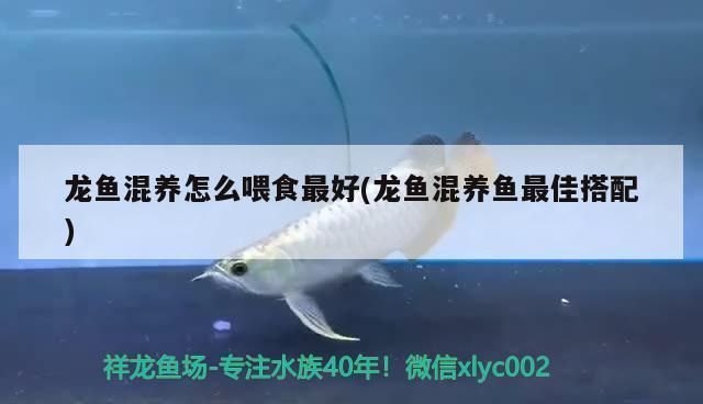 龙鱼混养怎么喂食最好：龙鱼混养喂食的最佳策略是采用多样化和均衡的饲料 龙鱼百科 第1张