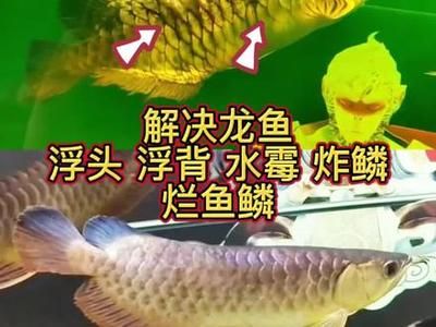 龙鱼鱼鳞烂了怎么办啊：如何处理龙鱼的鱼鳞腐烂问题