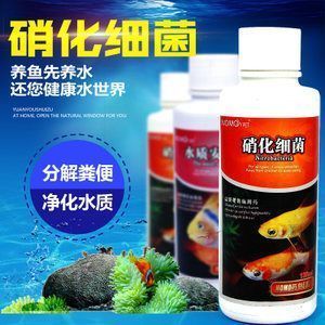 龙鱼用什么过滤：龙鱼过滤器品牌推荐 龙鱼百科 第4张