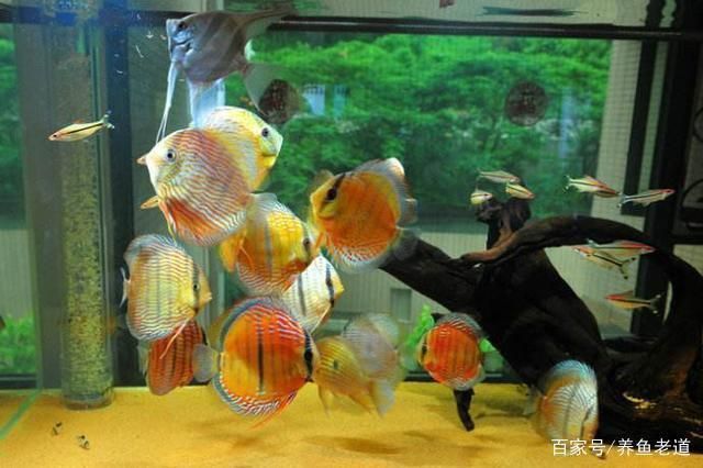 金龙鱼正常水温：关于金鱼水温的疑问句 水族问答