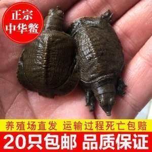 龙鱼喂鳖有什么好处：龙鱼喂食鳖的好处