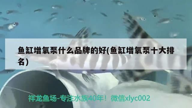 雷龙鱼饲料配方表配料详细图片：雷龙鱼饲料自制教程 龙鱼百科 第1张