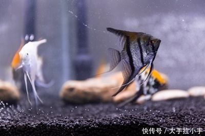 金龙鱼值多少钱?：金龙鱼市场价值分析 水族问答 第1张