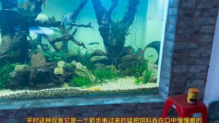 龙鱼繁殖环境布置要点：龙鱼繁殖环境布置 龙鱼百科 第1张