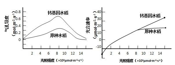 红龙鱼光照强度对健康影响：如何选择适合红龙鱼的灯具，红龙鱼光照与色彩关系 龙鱼百科 第3张