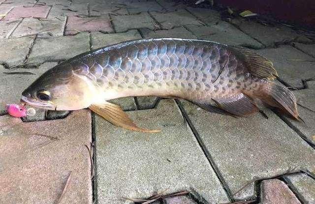 龙鱼最喜欢吃什么食：龙鱼最喜欢吃的食物 龙鱼百科 第4张