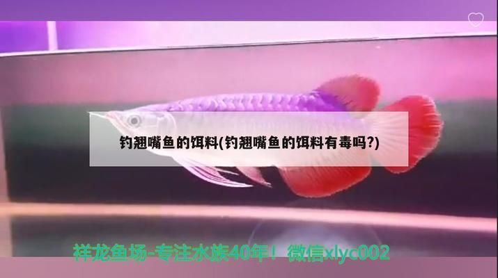 龙鱼翘嘴什么情况不能吃了：龙鱼翘嘴不能吃吗 龙鱼百科 第5张