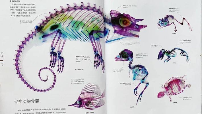 龙鱼鳍断了多久能长好：龙鱼鳍断了的恢复时间 龙鱼百科 第5张