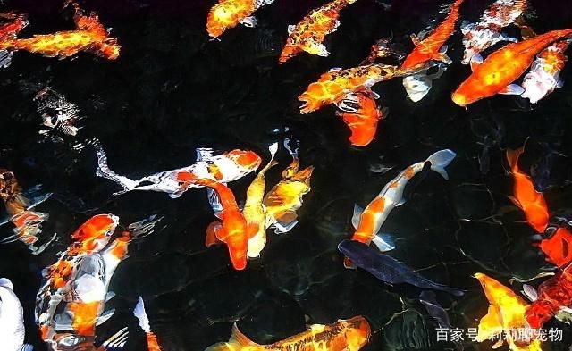 金龙鱼质检：关于金龙鱼质检的疑问 水族问答 第1张