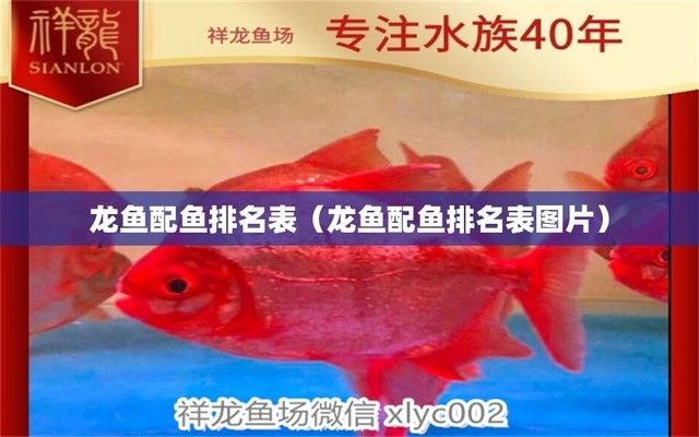 龙鱼配鱼有哪些有图：关于龙鱼与配鱼的一些文字描述 龙鱼百科 第1张