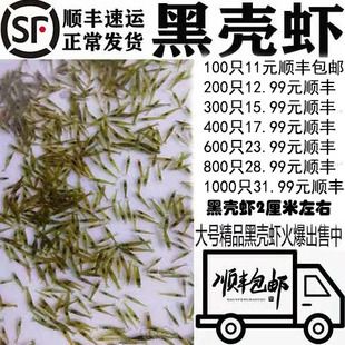 龙鱼能吃虾米吗：龙鱼可以吃虾米吗 龙鱼百科 第1张