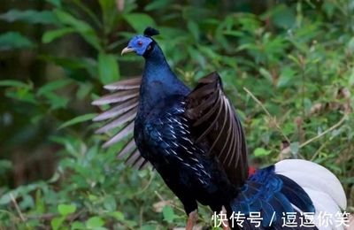 金龙鱼珠鳞是指哪里：金龙鱼珠鳞是指什么？ 水族问答 第2张