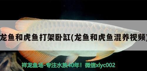 龙鱼和虎鱼打架：如何判断龙鱼受惊 龙鱼百科 第4张