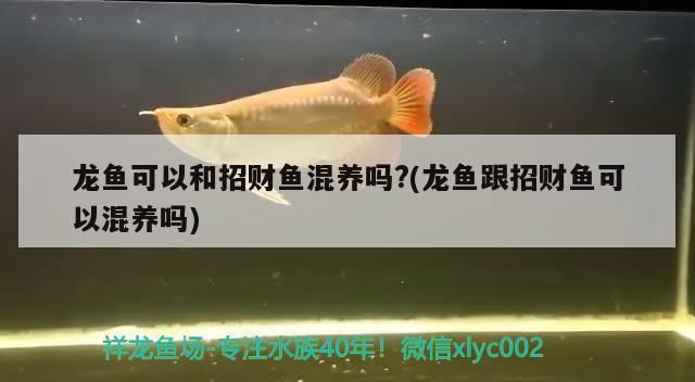 龙鱼可以跟招财鱼混养么吗：龙鱼和招财鱼混养成功案例分享龙鱼招财鱼混养成功案例分享 龙鱼百科 第1张