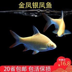 元宝凤凰鱼混养空间要求：元宝凤凰鱼混养水族箱布置,元宝凤凰鱼混养饲料选择 龙鱼百科 第2张