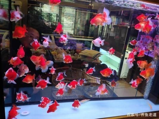 金龙鱼专卖店查询：如何查询金龙鱼专卖店 水族问答