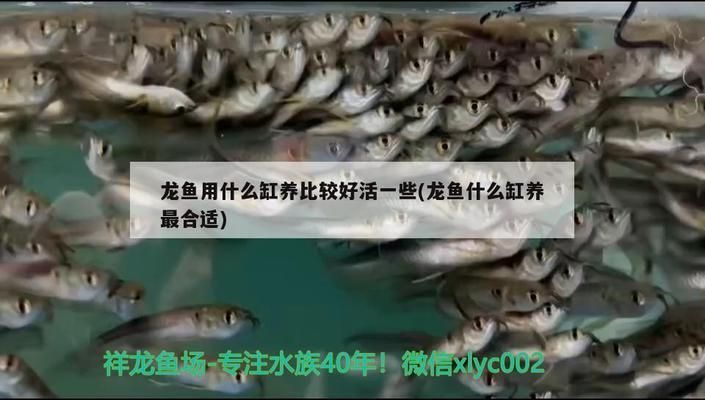 龙鱼适合什么缸繁殖方式：龙鱼繁殖期间的水质管理 龙鱼百科 第5张