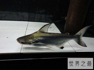 金龙鱼总厂址在哪里 水族问答 第1张