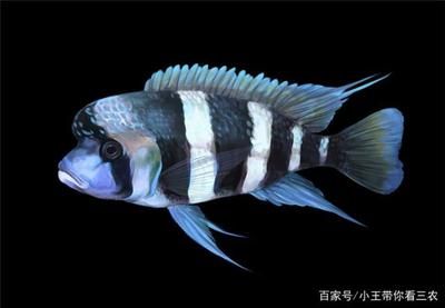 金龙鱼走势预测：金龙鱼未来走势预测 水族问答 第2张