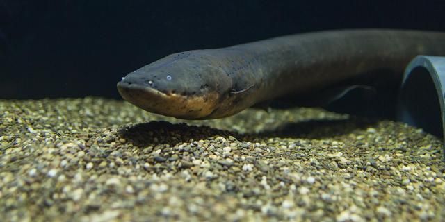 金龙鱼走势预测：金龙鱼未来走势预测 水族问答 第1张