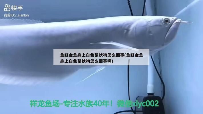 龙鱼缸里有白色团状：如何判断龙鱼缸内出现的白色团状物问题 龙鱼百科 第5张