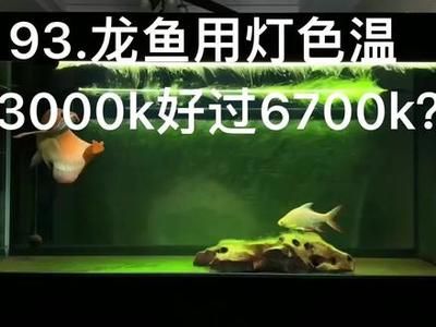 13000k的龙鱼灯：13000k龙鱼灯对鱼健康的影响如何模拟自然光照养 龙鱼百科 第1张