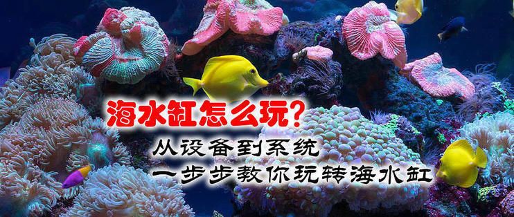 龙鱼缸改海水缸：传统龙鱼缸改装为海水缸的可能性及其实施步骤和注意事项 龙鱼百科 第1张