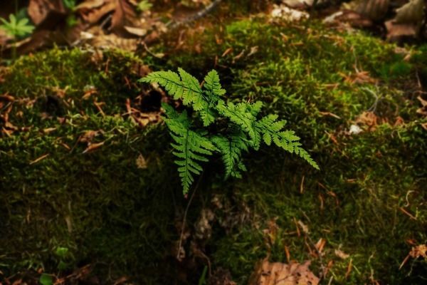 龙鱼缸底部的垃圾怎么清理：龙鱼缸底滤系统的diy教程 龙鱼百科 第2张