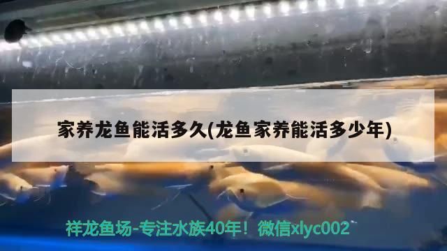 龙鱼能活多久：龙鱼的寿命通常在5到10年左右，有些特别健康的个体甚至能活20年